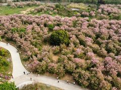 -天适樱花悠乐园