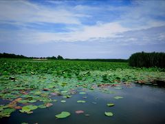 -洪湖生态旅游区