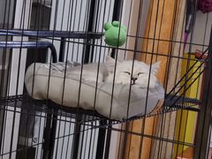 -喵zoo家庭繁育猫舍(尖东智能花园店)