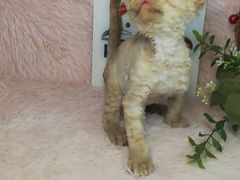 -十年猫舍·猫咪专门店(普陀店)