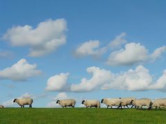-蜜雪冰城(财富城店)