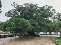 -江心屿景区