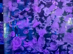 -江和美海洋公园