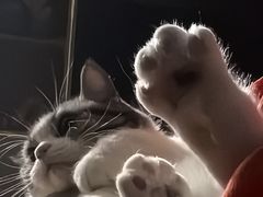 -美联众合动物医院·24h转诊中心