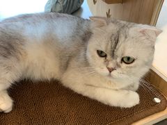 -飞行喵MR PILOT|猫舍·猫咖(静安大融城店)