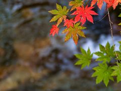 -九如山休闲旅游度假区