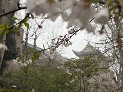 -武汉大学-樱园