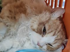 -瑞派宠物医院·犬猫全科·猫友好(宾水西道店)