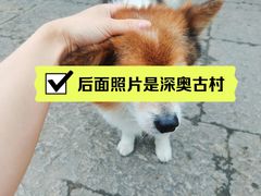 -东梓关景区村庄