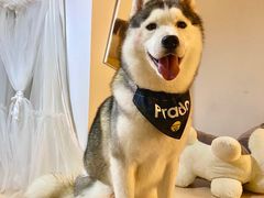 -Husky Go! 哈士奇体验馆·宠物咖啡厅狗咖