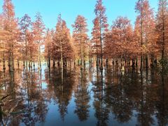 -白鹭湾湿地公园