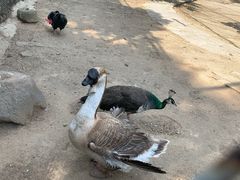 -西安秦岭野生动物园