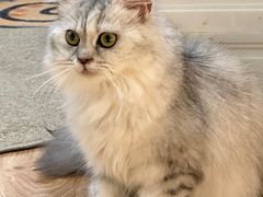 -COLOR PETS 撸猫馆·购猫·猫咖(长风大悦城店)