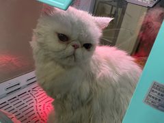 -萌兽医馆·宠物医院·猫骨科(创景店)