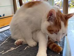 -平行世界·猫咖(首经贸店)