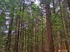 -黄龙山原始森林景区