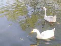 -洛阳市隋唐城遗址植物园