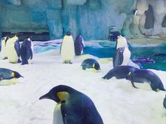 -珠海长隆海洋王国