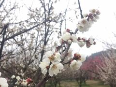 -香雪海