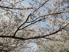 -高东镇樱花园