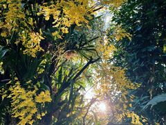 -深圳仙湖植物园