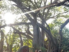 -瑞丽独树成林风景区