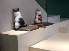 -飞行喵MR PILOT|猫舍·猫咖(静安大融城店)