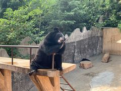 -东方熊牧场