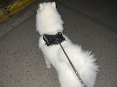 -唐小姐の猫狗洗护·购宠旗舰店(周浦万达店)