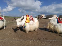 -青海湖国家重点风景名胜区