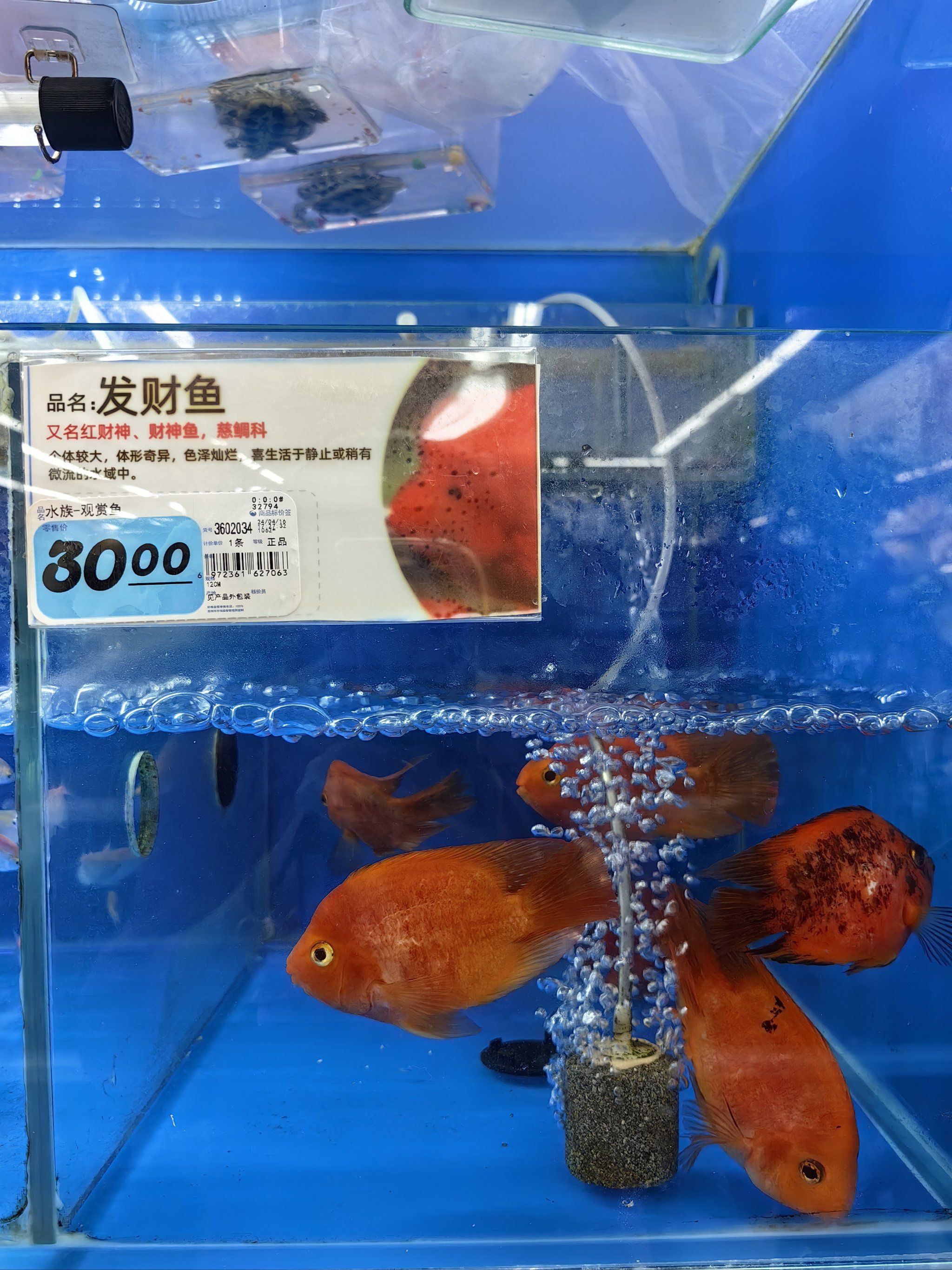 0元玩转这座城 大润发的动植物区各种各样的金鱼发财鱼是最贵的