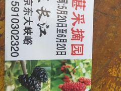 -鱼子山桑葚生态采摘园