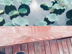 -荷塘月色湿地公园·向阳花洲