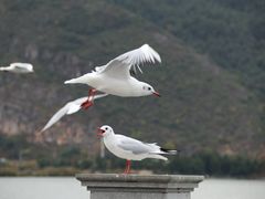 -海埂大坝