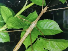 -上海昆虫博物馆