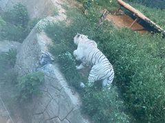 -大连森林动物园