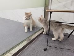 -伟伟宠物医院·CT影像中心·瑞派犬猫综合性门诊(汉口总院)