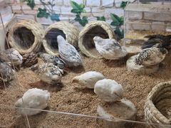 -美联众合爱康动物医院•复杂内科•肿瘤科•牙科•腔镜诊疗中心