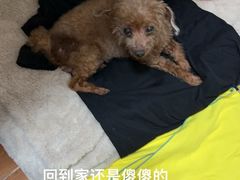 -瑞鹏宠物医院·内科·中兽医·骨科(苗圃店)