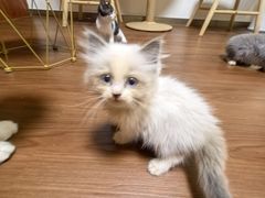 -楼上猫咖(罗湖店)