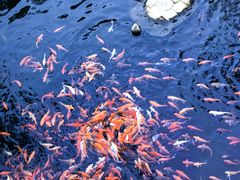 -千岛湖东南湖区