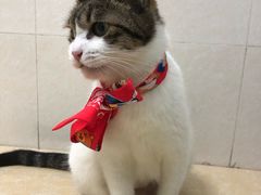 -瑞鹏宠物医院·夜间急症·心超·猫科(祖庙分店)