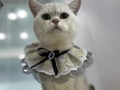 -爱洗澡的猫(望京店)
