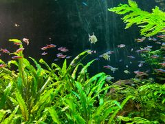 -上海海洋水族馆