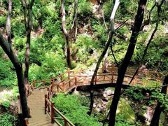 -大岭沟猕猴桃谷风景区