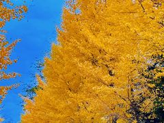 -长白岛森林公园