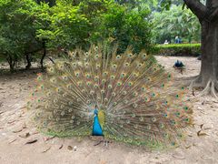 -广州长隆飞鸟乐园