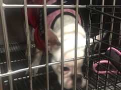 -瑞派名望24h动物医院异宠专科·猫专科·骨科·重症监护分院