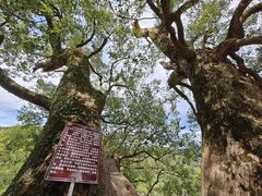 -上坦村