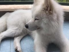 -酷狗靓猫宠物·洗护·美容·寄养(航北路店)